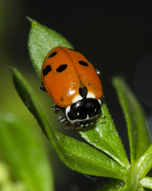 Coccinellidae Hippodamia variegata